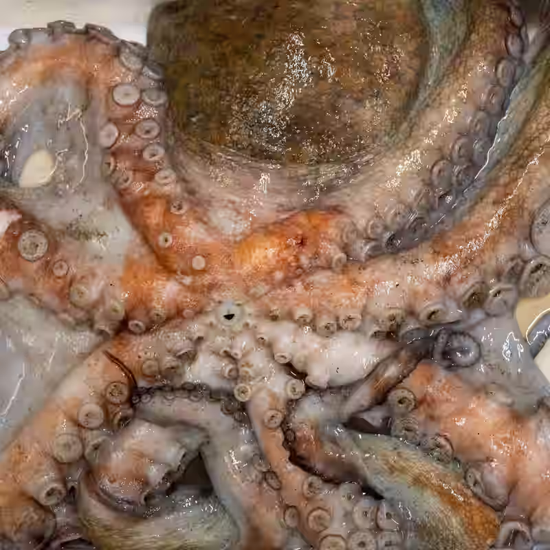 Octopuses Invade English Coast, ‘Eating Anything in Their Path’