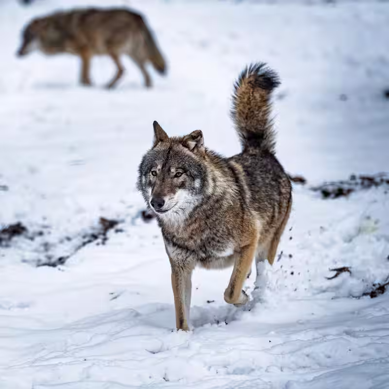 The Big Bad Wolf Is Afraid of You