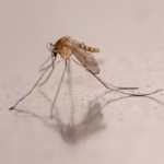 Iceland Says It Is No Longer Mosquito-Free