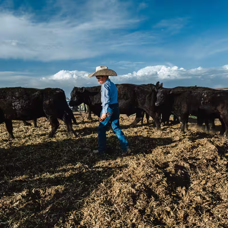 Cattle Ranchers are Furious About Trump’s Plan to Import More Argentine Beef