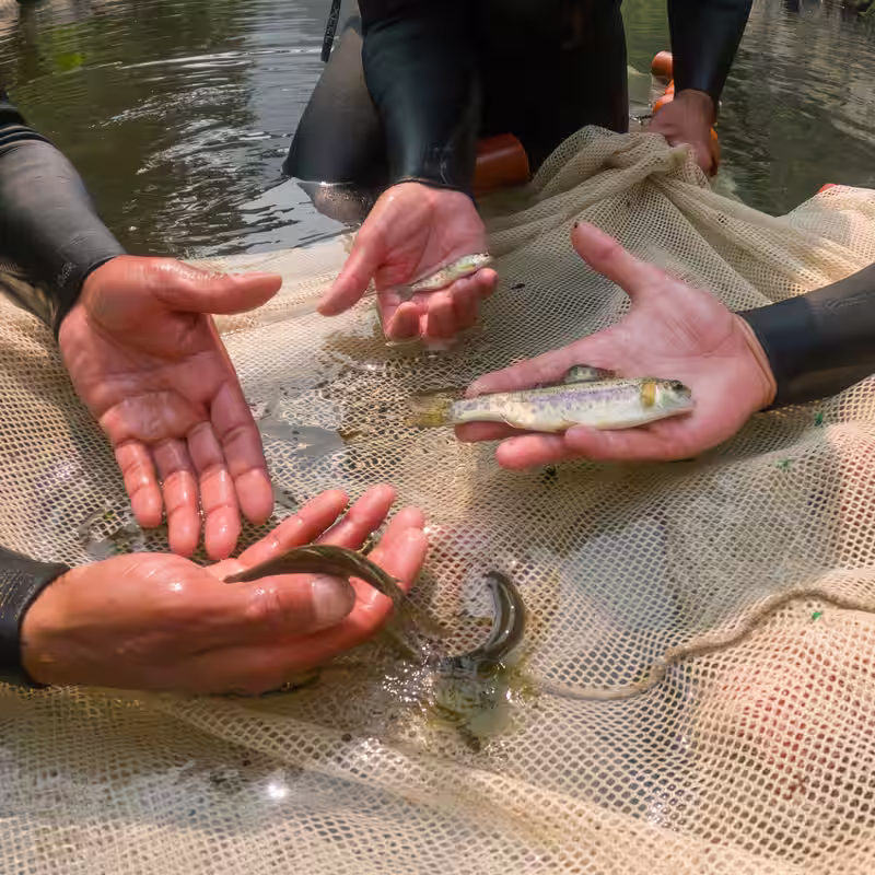 A River Restoration in Oregon Gets Fast Results: The Salmon Swam Right Back