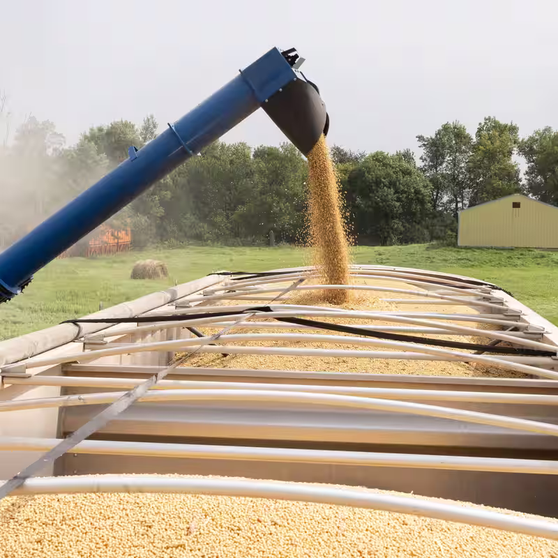 Soybean Farmers Find Relief in U.S. Trade Truce With China